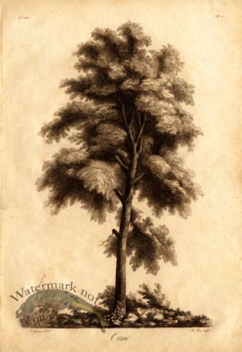 Defiennes Trees 04 S